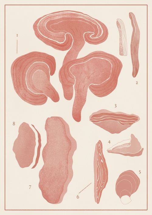Reishi Dual Extract Powder