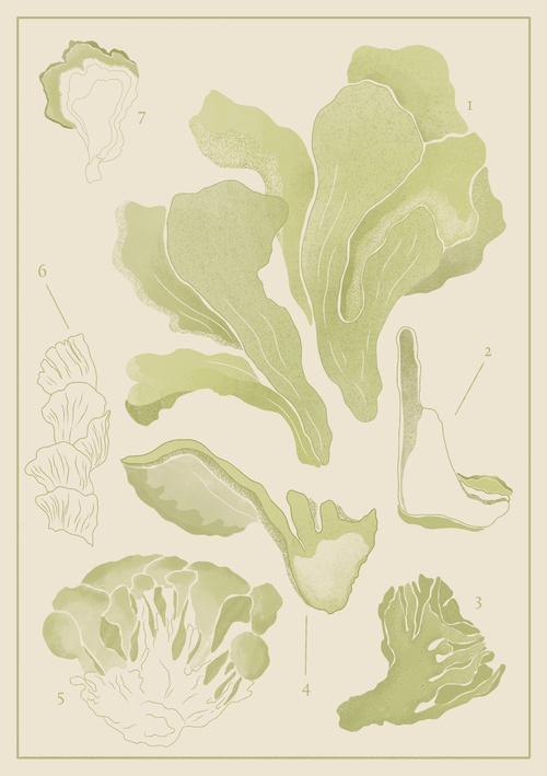 Maitake Extract Powder